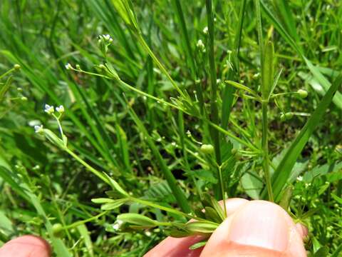 Image of Stiff bedstraw