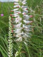 Image of Culver's root