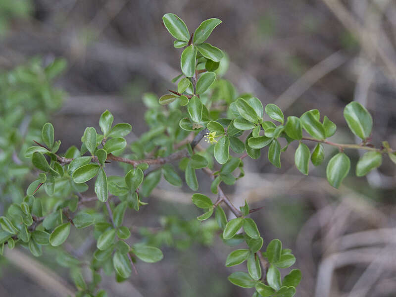 Image of Condalia buxifolia Reiss.