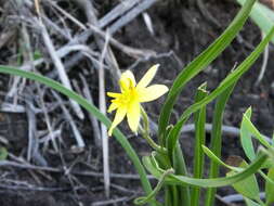 Image of Hypoxis longifolia Baker