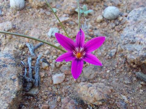 Image of Romulea kamisensis M. P. de Vos