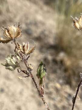 Image of Shasta tarweed