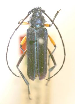 Image of <i>Amphionthe caudalis</i> Schwarzer 1929