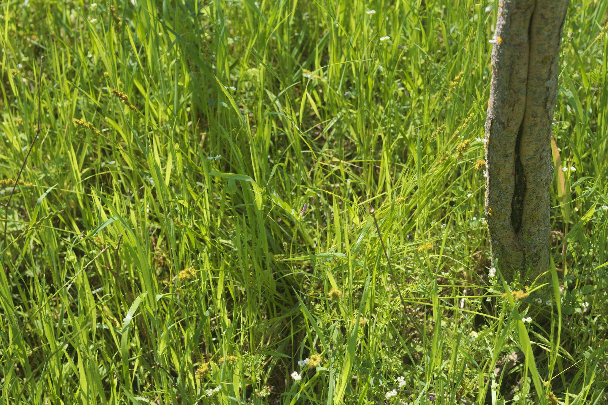 Sivun Carex triangularis Boeckeler kuva