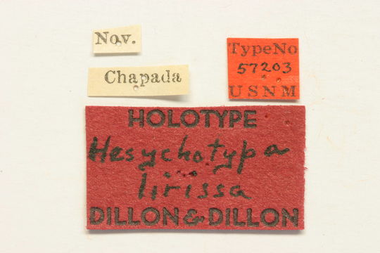Image of <i>Hesychotypa lirissa</i> Dillon & Dillon 1945