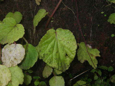 Image of Begonia crenata Dryand.