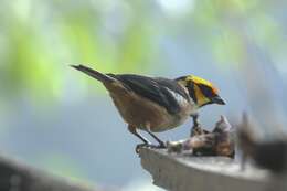 Image of Flame-faced Tanager