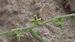 Image of chuckwalla combseed