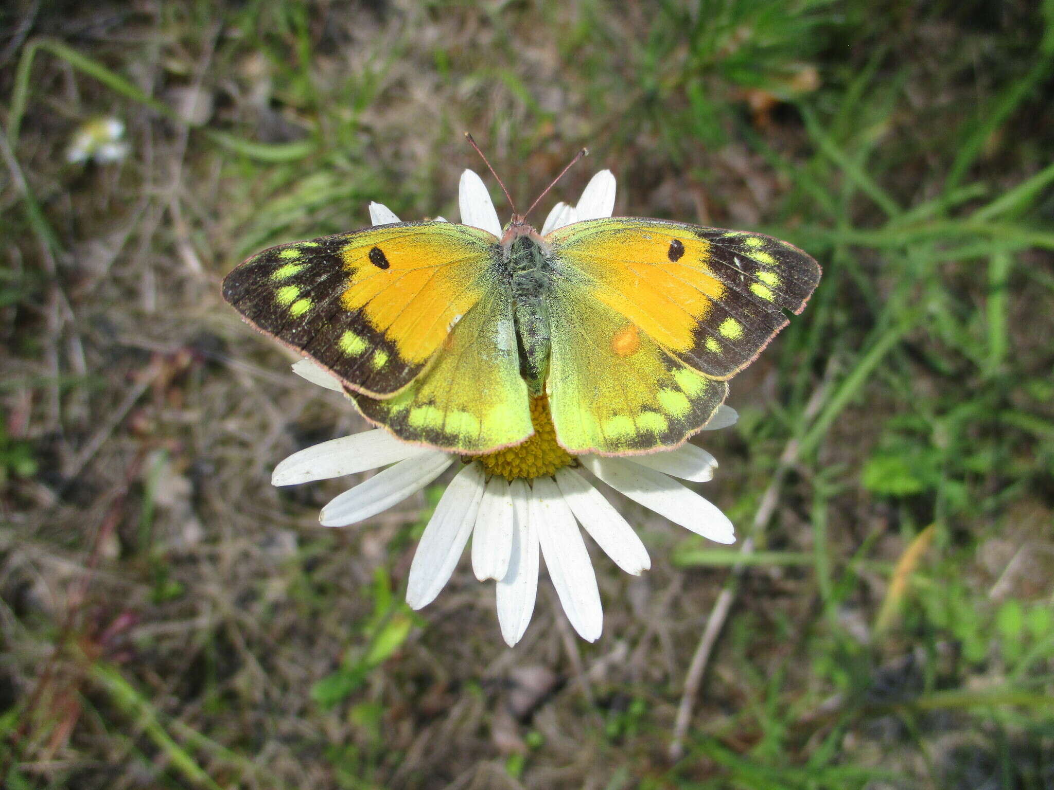 Image of Colias myrmidone (Esper 1781)