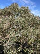 Image of Eucalyptus cunninghamii Sweet