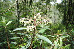 Image of Comarostaphylis longifolia (Benth.) Klotzsch