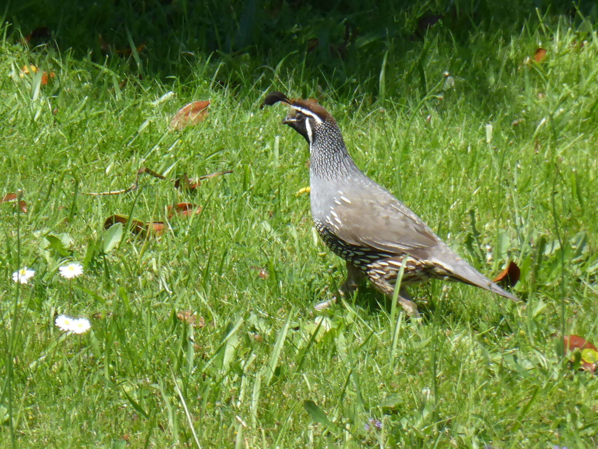 Image of Callipepla californica brunnescens (Ridgway 1884)