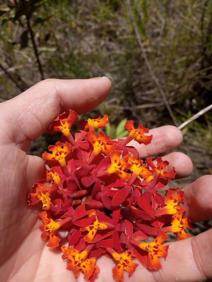 Sivun Epidendrum ibaguense Kunth kuva