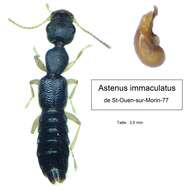 Astenus (Astenus) immaculatus Stephens 1833 resmi