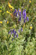 Aconitum volubile var. pubescens Regel的圖片