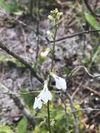 Image of White Lobelia