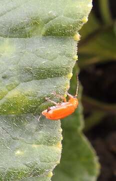 Image of Aulacophora relicta