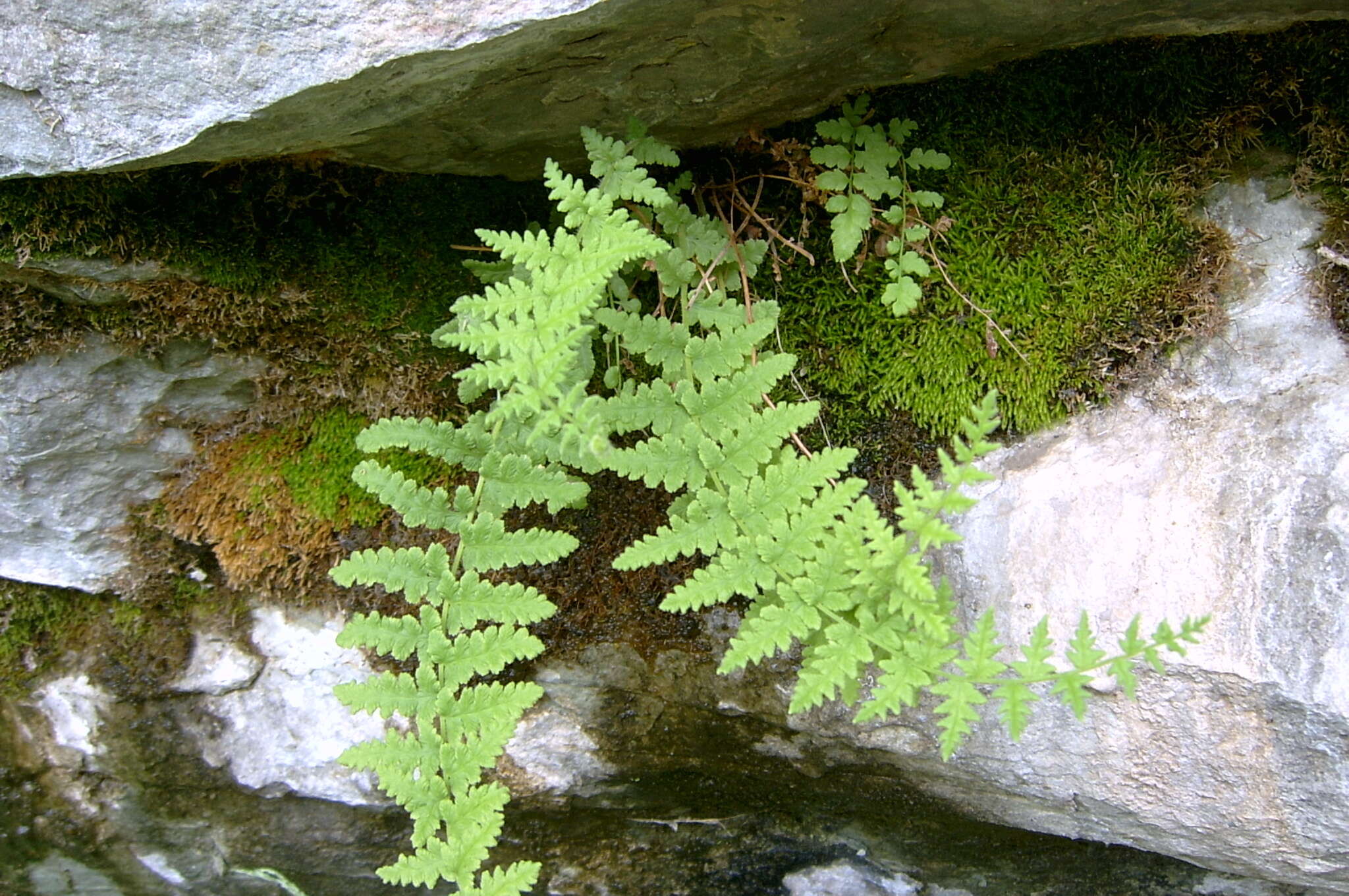 Image of Woodsia montevidensis (Spreng.) Hieron.