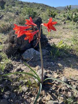 Image of Zephyranthes phycelloides