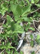 Image of purpleflower honeysuckle