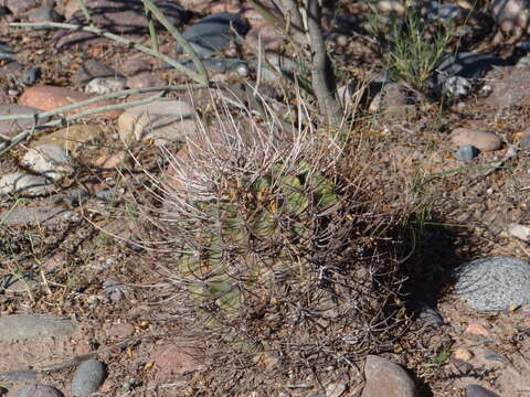 Echinopsis leucantha (Gillies ex Salm-Dyck) Walp. resmi