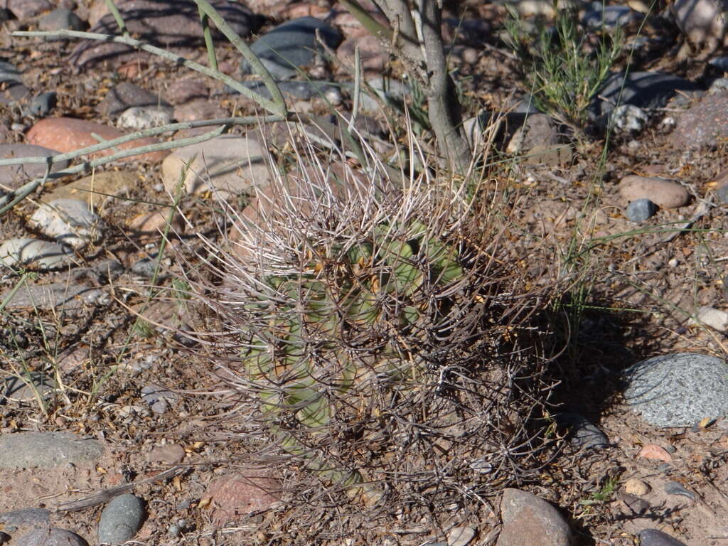 Image de Echinopsis leucantha (Gillies ex Salm-Dyck) Walp.