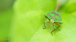 Image de <i>Poecilocoris lewisi</i>