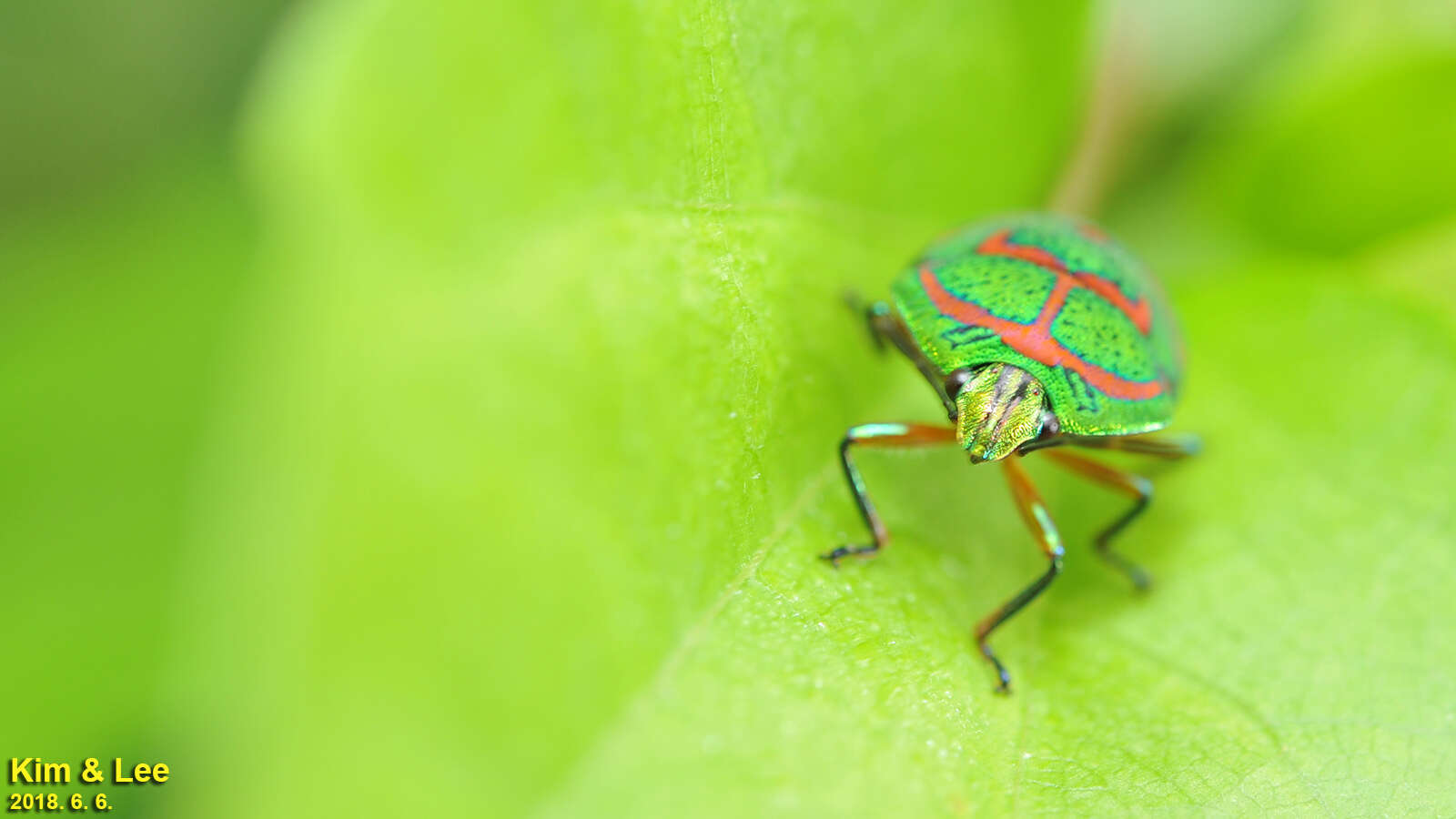 Image de <i>Poecilocoris lewisi</i>