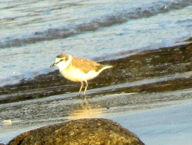 صورة Charadrius marginatus marginatus Vieillot 1818