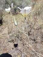 Image of Nez Perce mariposa lily