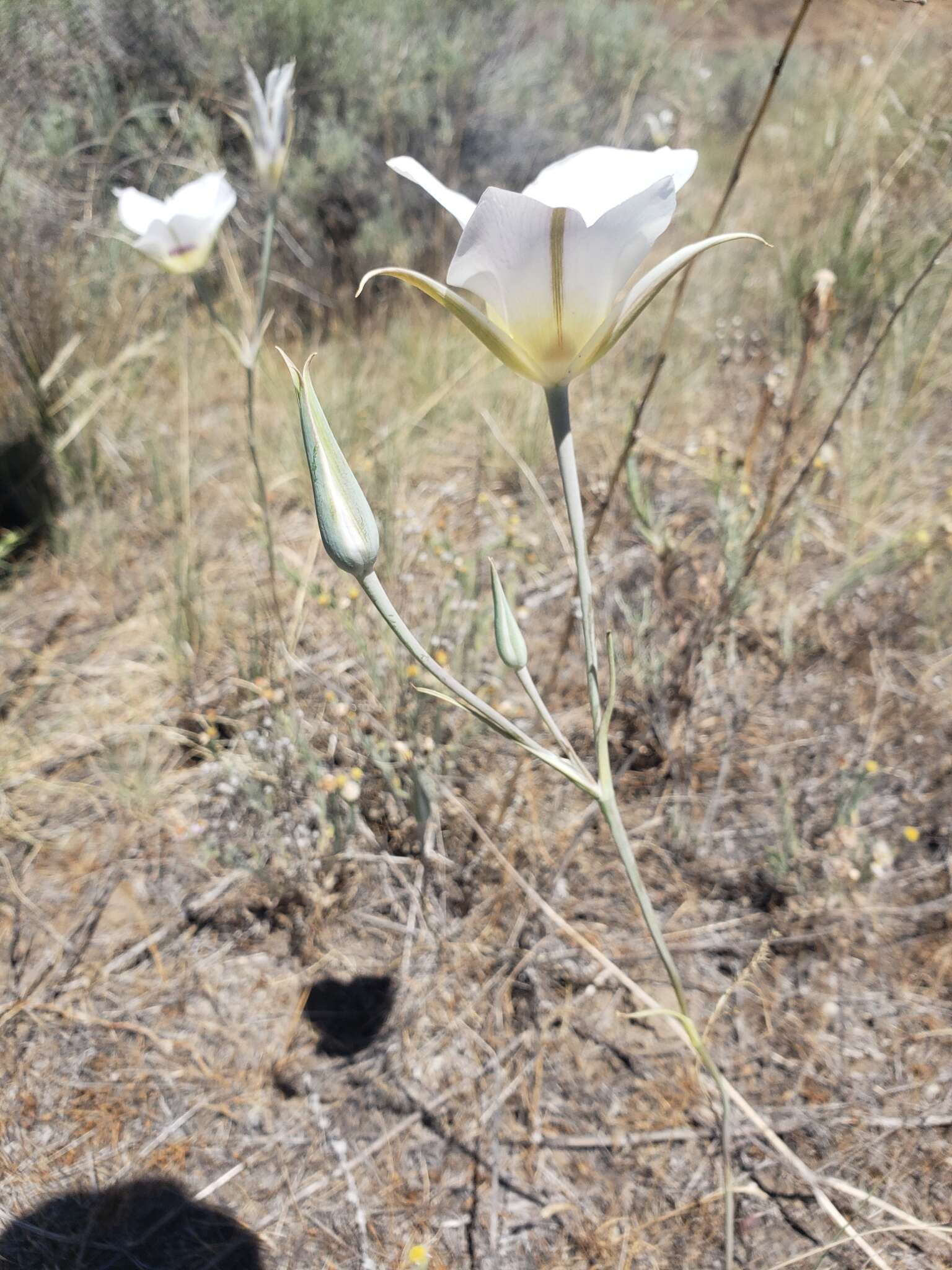 Image of Nez Perce mariposa lily