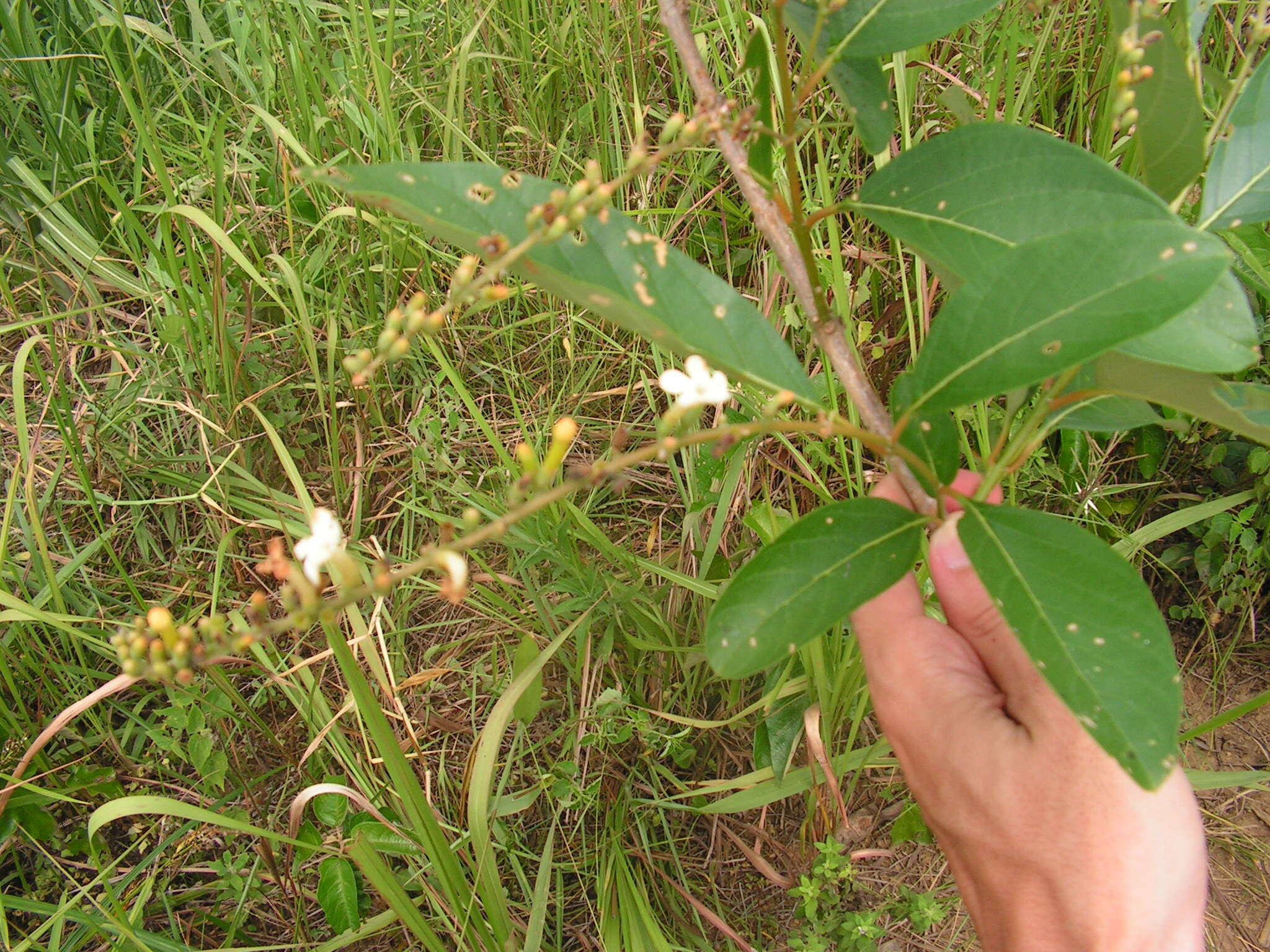 Image de Citharexylum myrianthum Cham.