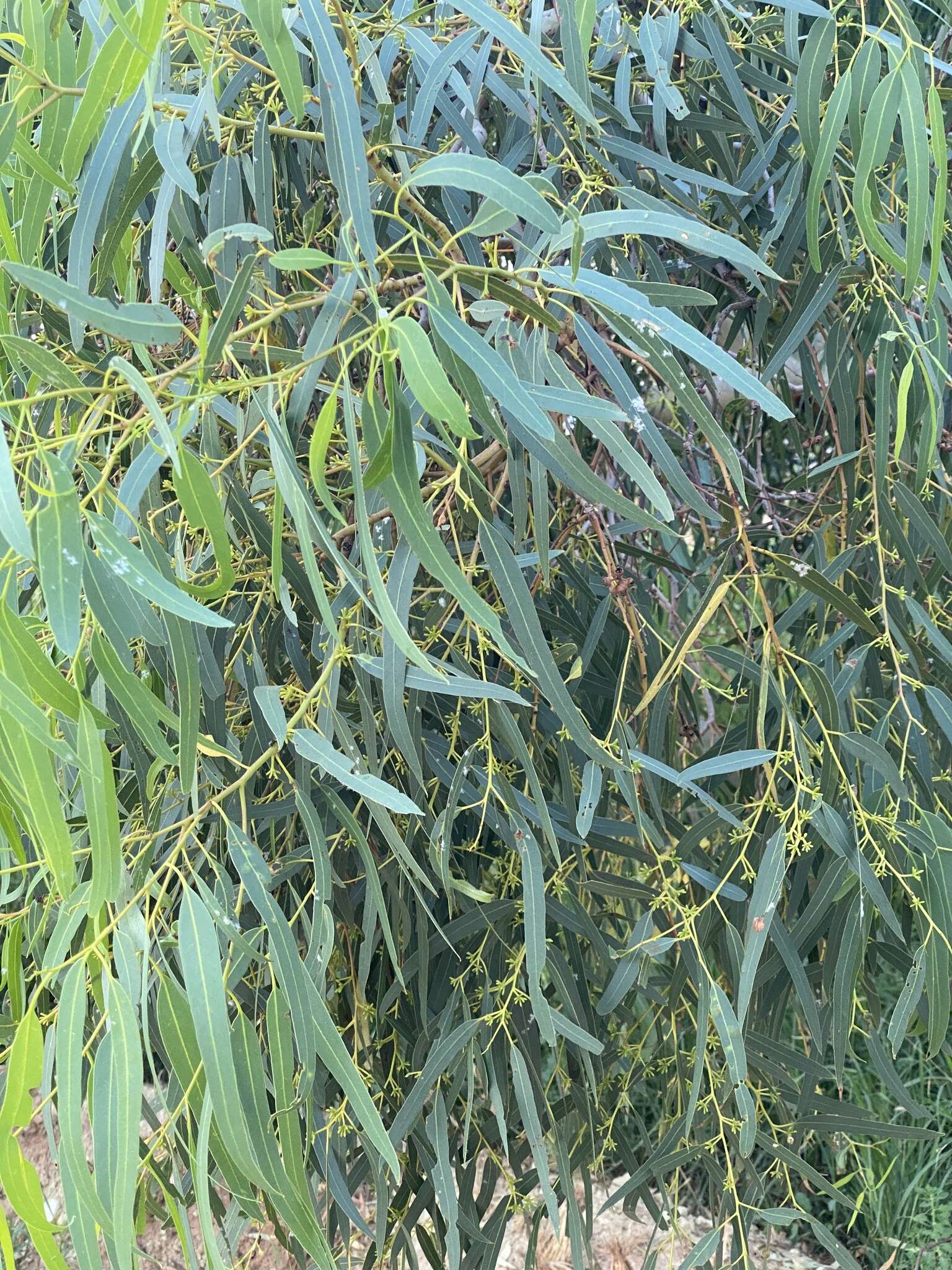 Слика од Eucalyptus camaldulensis subsp. refulgens Brooker & M. W. Mc Donald