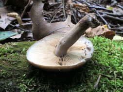 Agrocybe firma (Peck) Singer 1940 resmi