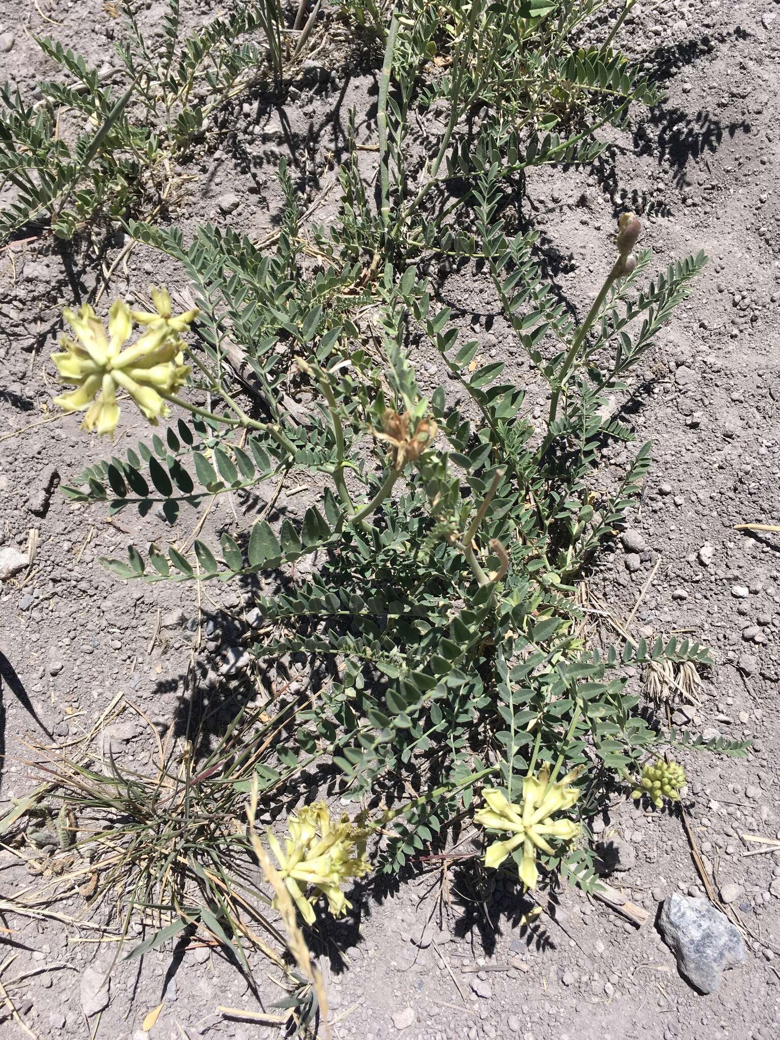 Astragalus canadensis var. brevidens (Gandog.) Barneby的圖片