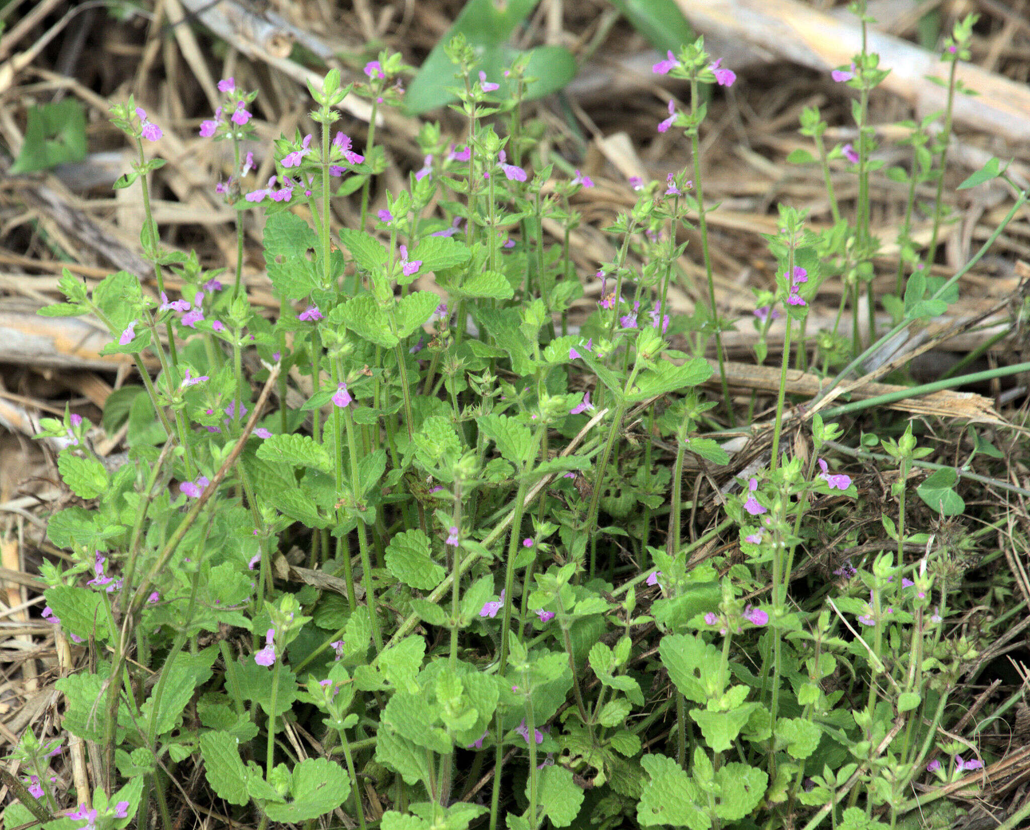 Image of PInk Mint