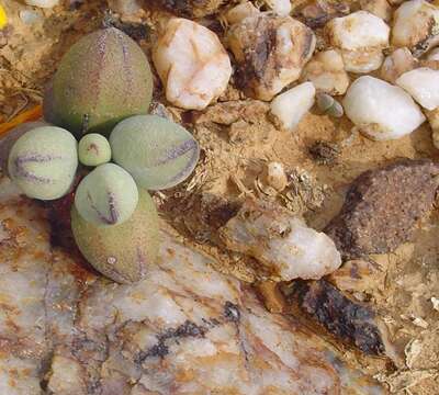 Image of Adromischus marianiae var. immaculatus Uitew.