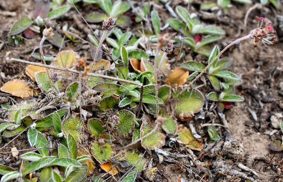 Image of Plantago spathulata Hook. fil.