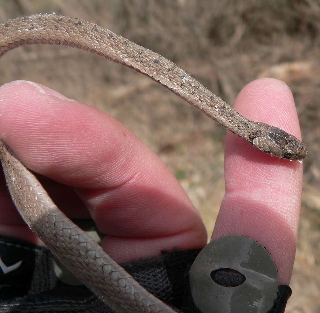 Image of brown-bellied snakes