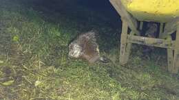 Image of stump-tailed porcupine