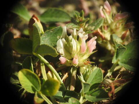 Image of Trifolium thalii Vill.