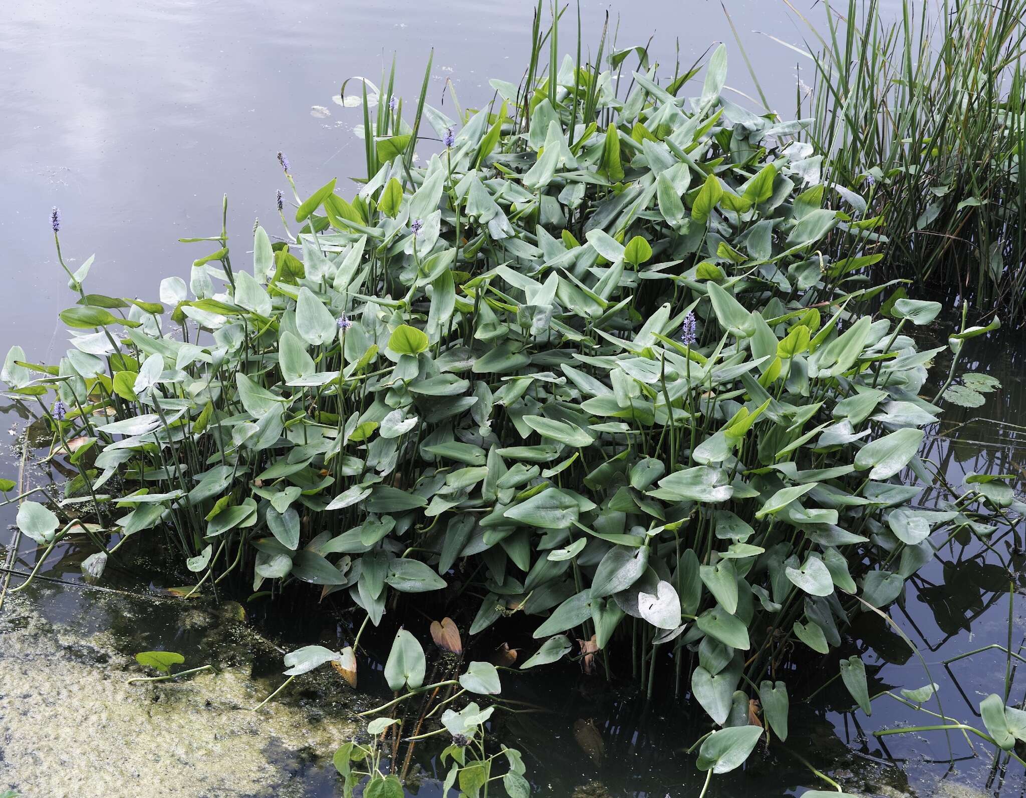 Image of pickerelweed