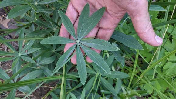 Image of largeleaf lupine