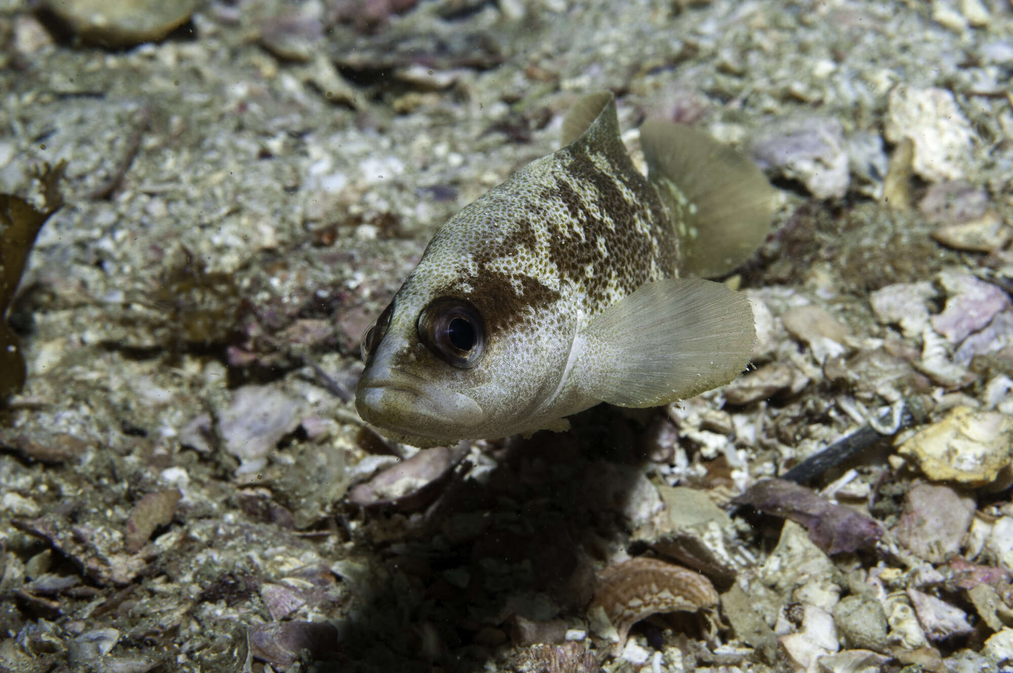 Image of Freckled Soapfish