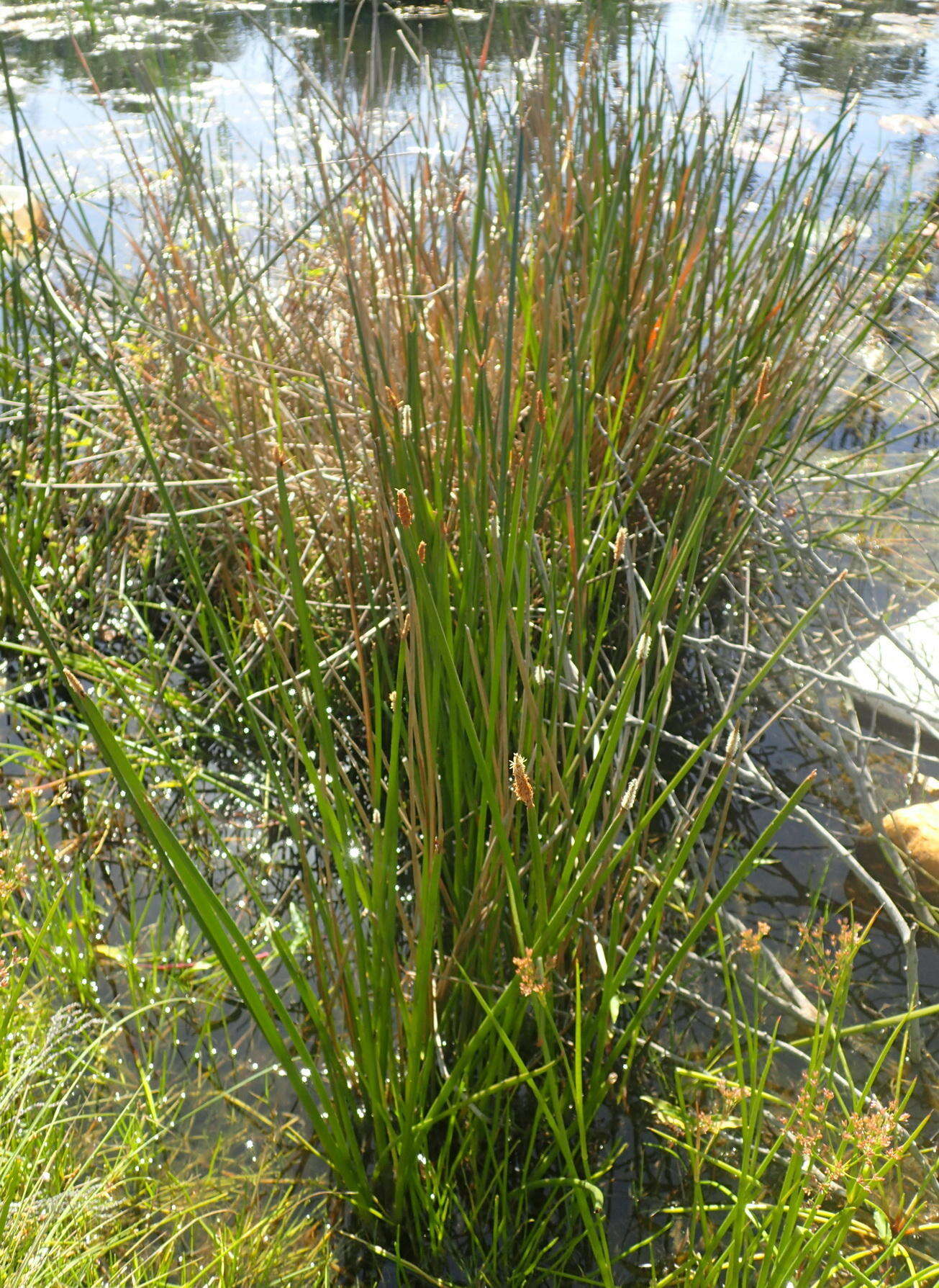 Imagem de Eleocharis limosa (Schrad.) Schult.