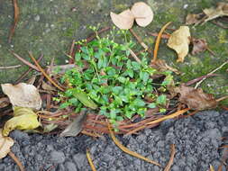 Image of Leptopetalum biflorum (L.) Neupane & N. Wikstr.