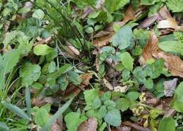 Image of Salvia japonica Thunb.