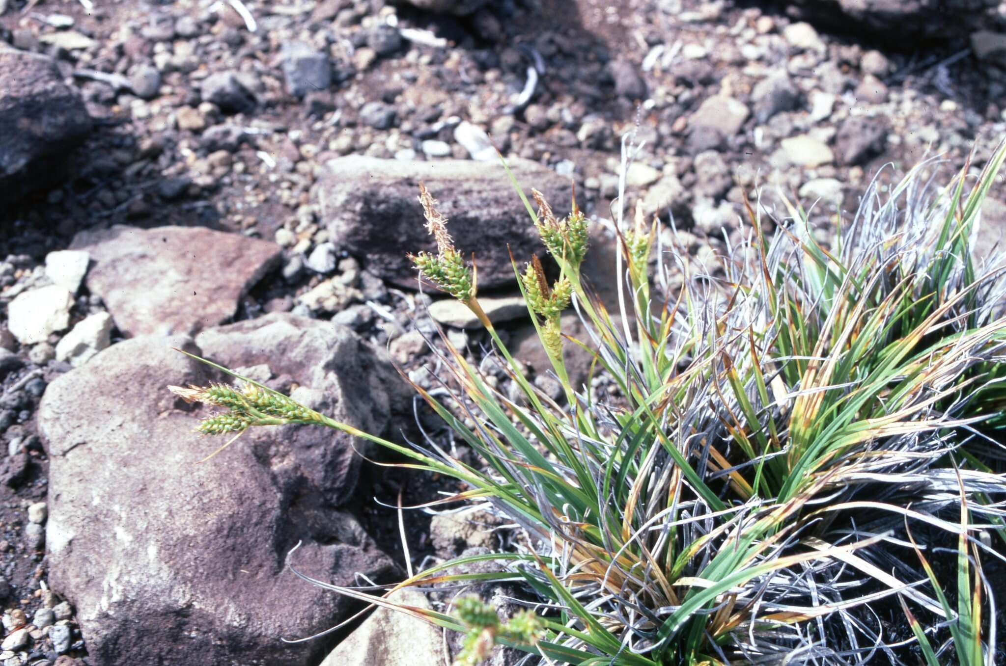 Imagem de Carex wahuensis C. A. Mey.