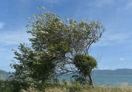 Image of Northern mistletoe