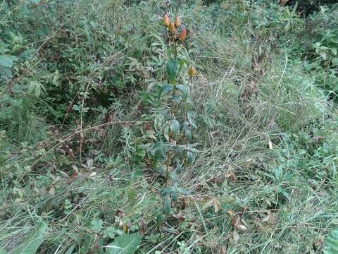 Image of Hypericum ascyron subsp. gebleri (Ledeb.) N. Robson